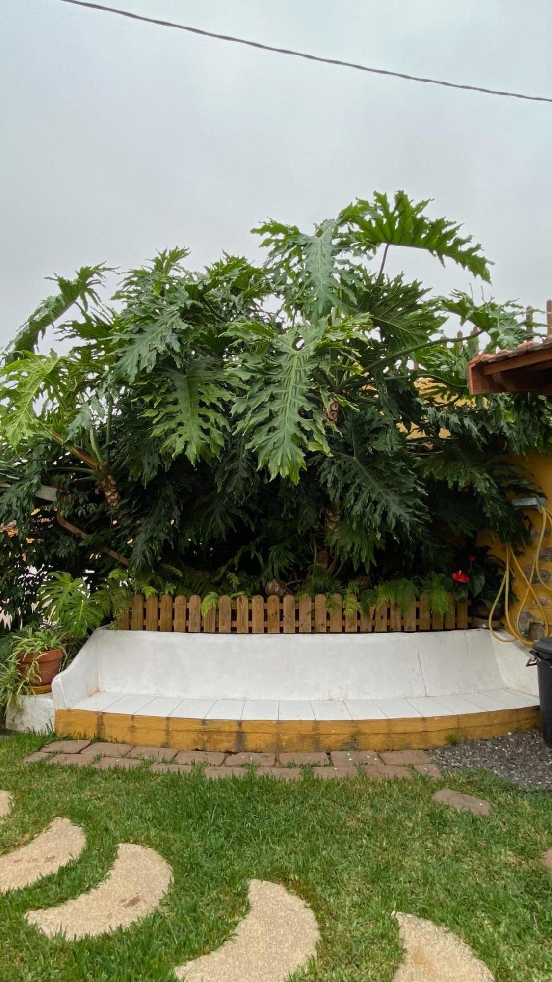 Casa Rural La Ganania Los Realejos Bagian luar foto